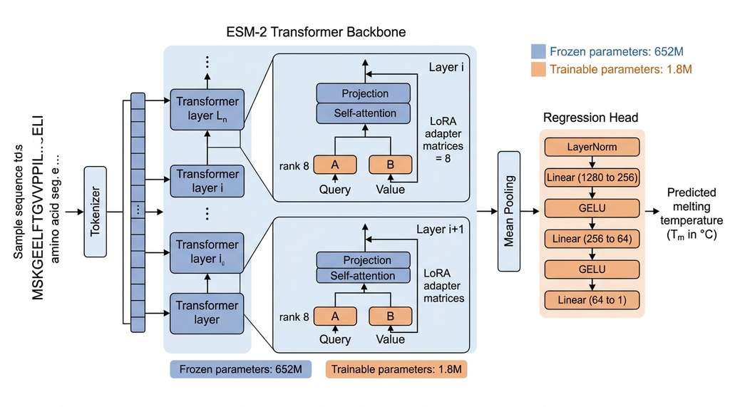 ESM-2 + LoRA thermostability prediction pipeline